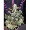 Auto Girl Scout Cookies, Фасовка: 5, изображение 2
